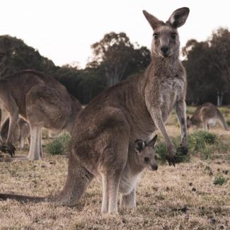 Eine Herde Kangaroo schaut uns an 