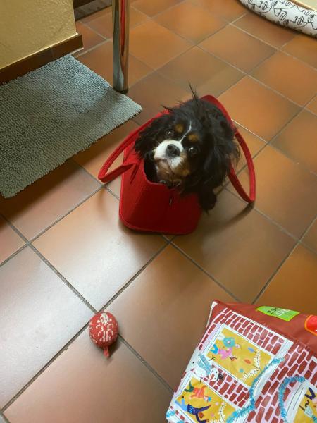 Hund klingt, Charles sitzt in Einkaufstasche