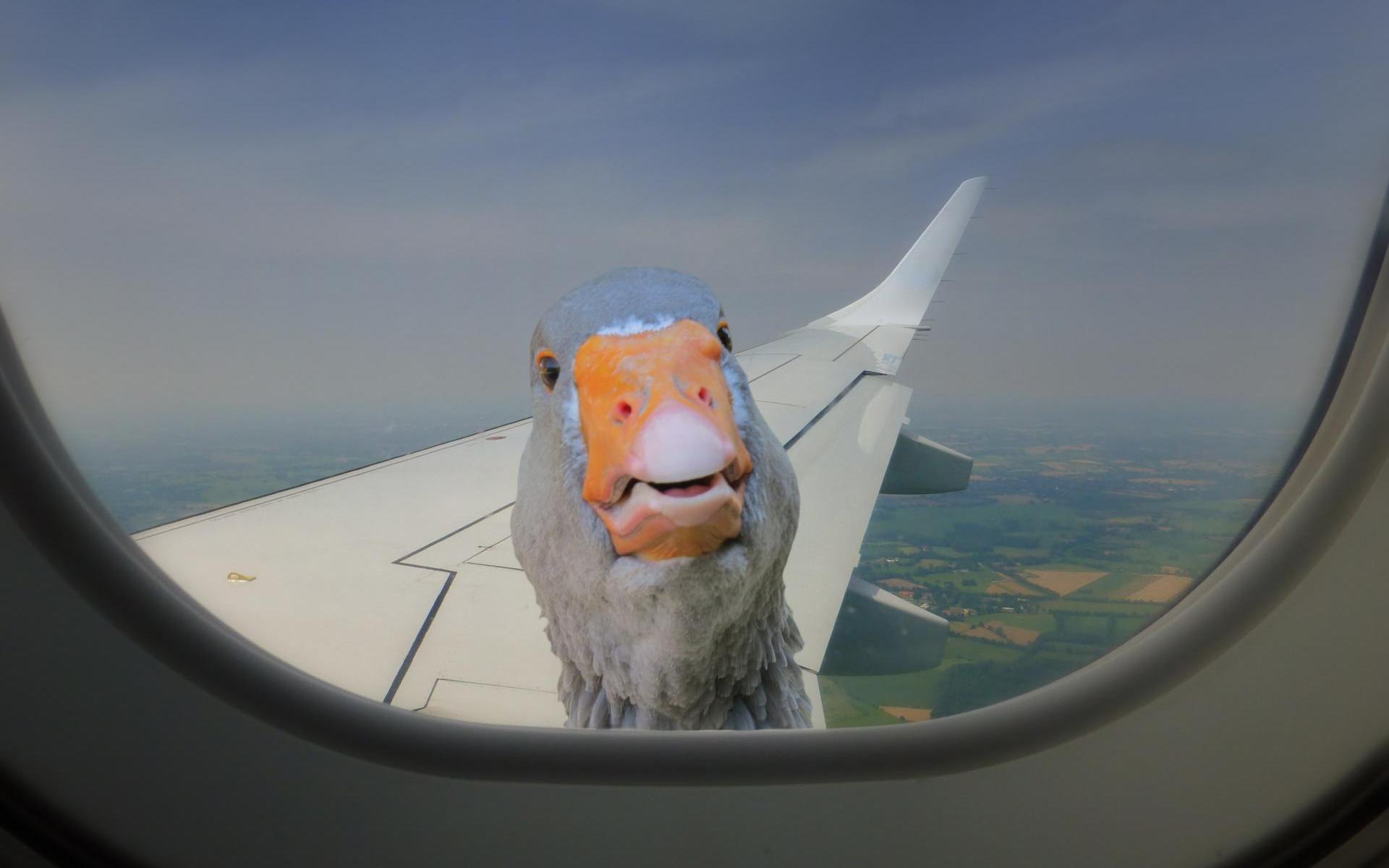 eine verfrorene Gans schaut durch ein Fluzeuzeugfenster währen des Fluges