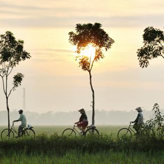 Gruppe mit Fahrräder in den Reisfelder von Vietnam